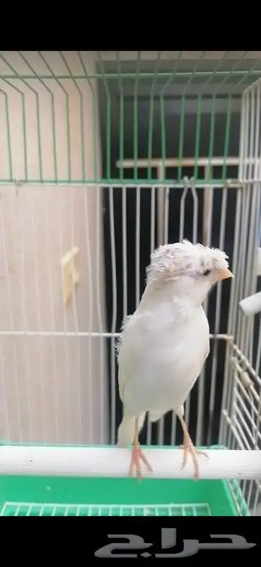 ذكر كناري سوري لون جميل 9