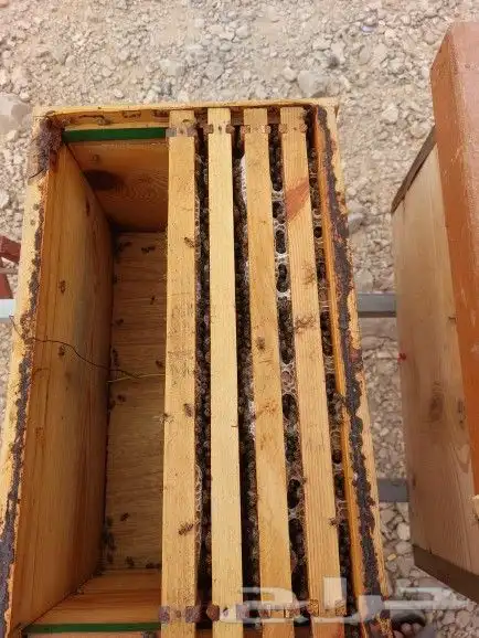 عسل سدر دوعني حضرمي 5