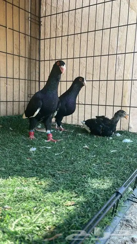 حمام شاميات حول 500جوز جميع الانواع ولاشكال ويوجد زينه 0