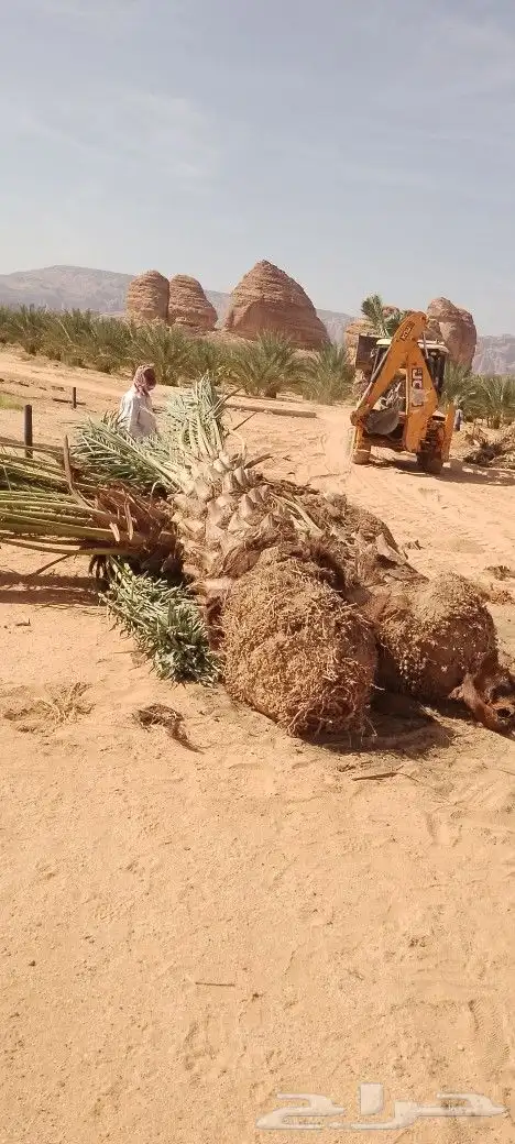 نخل مثمر متر ومتر ونص برني وروثانه ومشكلات 6