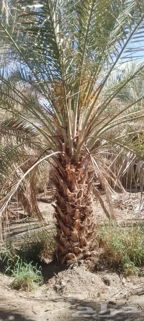 نخل برني ورثان ومسكلات مثمر متر ونص مترين للبيع 1