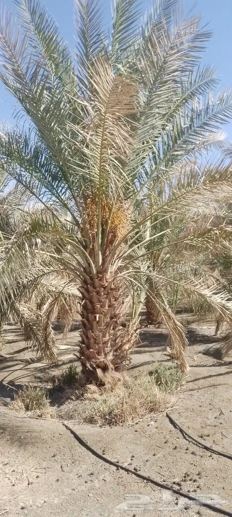 نخل برني ورثان ومسكلات مثمر متر ونص مترين للبيع 3