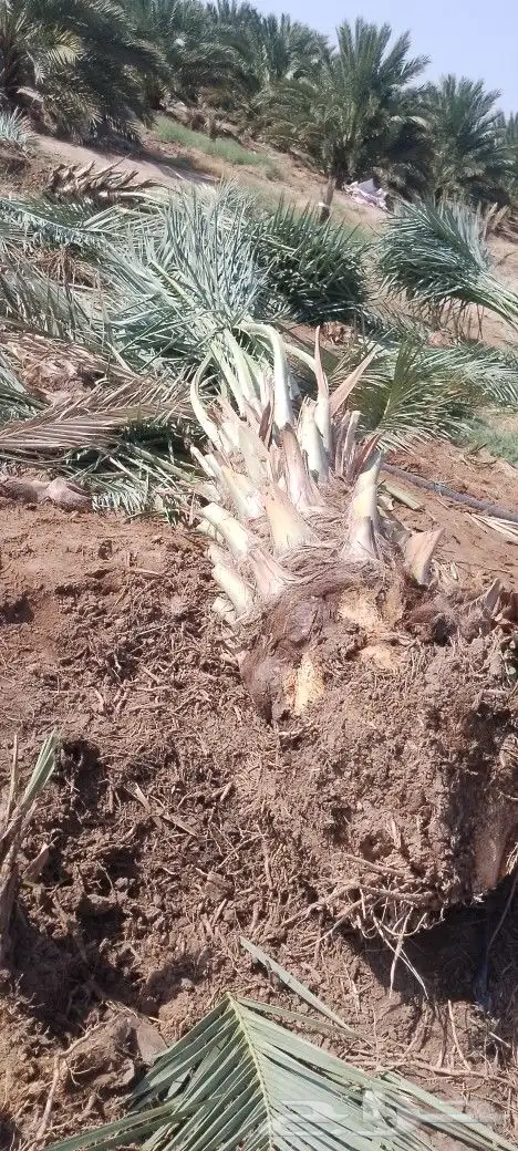 نخل مثمر متر ومتر ونص برني وروثانه ومشكلات 2