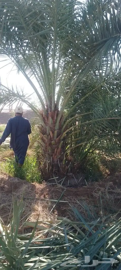 نخل مثمر متر ومتر ونص برني وروثانه ومشكلات 1