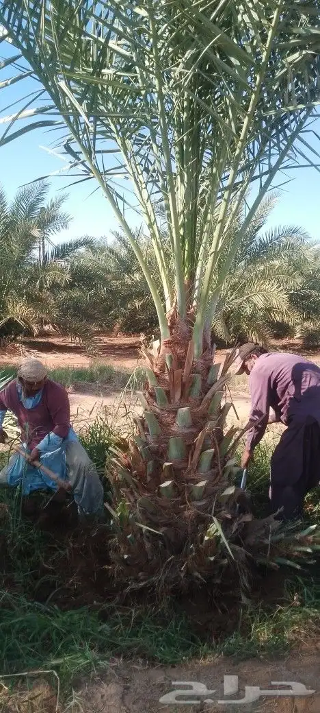 نخل مثمر متر ومتر ونص برني وروثانه ومشكلات 0