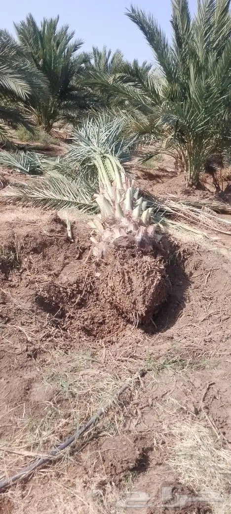 نخل مثمر متر ومتر ونص برني وروثانه ومشكلات 3