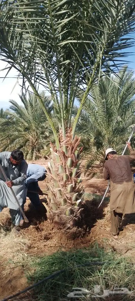نخل برني ورثان ومسكلات مثمر متر ونص مترين للبيع 9