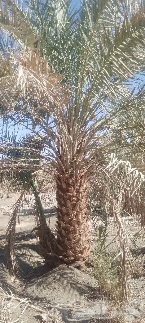 نخل برني ورثان ومسكلات مثمر متر ونص مترين للبيع 2