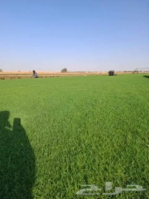 حجر عشوائي وثيل طبيعي 8