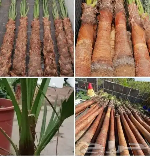 نخل واشنطن بجميع المقاسات 3