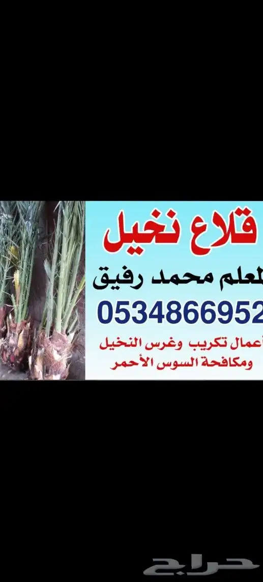 قلاع نخيل ممتاز 0