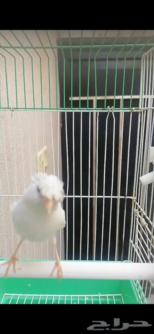 ذكر كناري سوري لون جميل 1