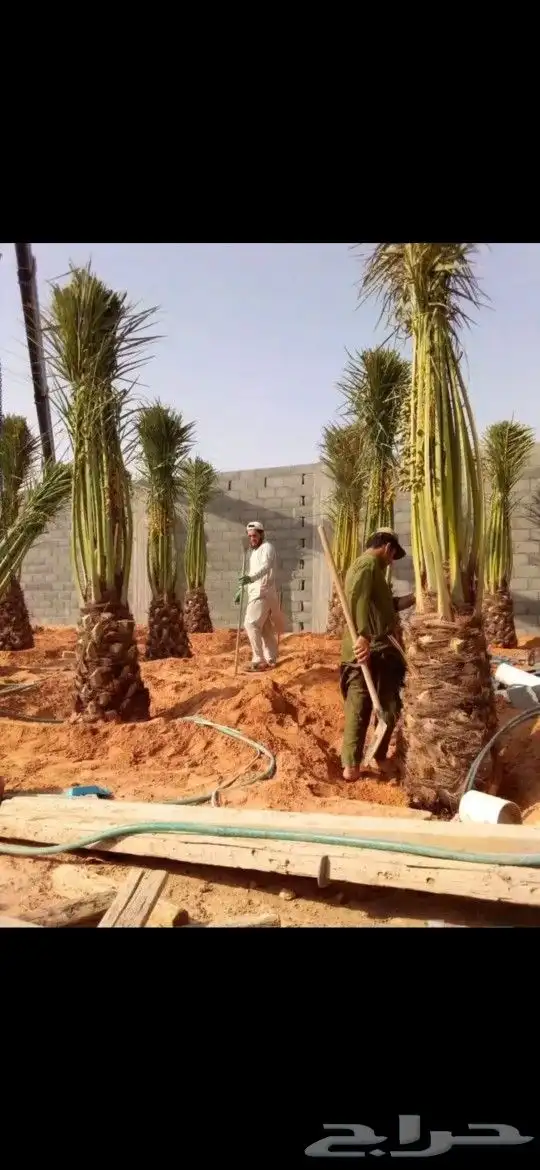 مقاول شبوكات ونخيل 2