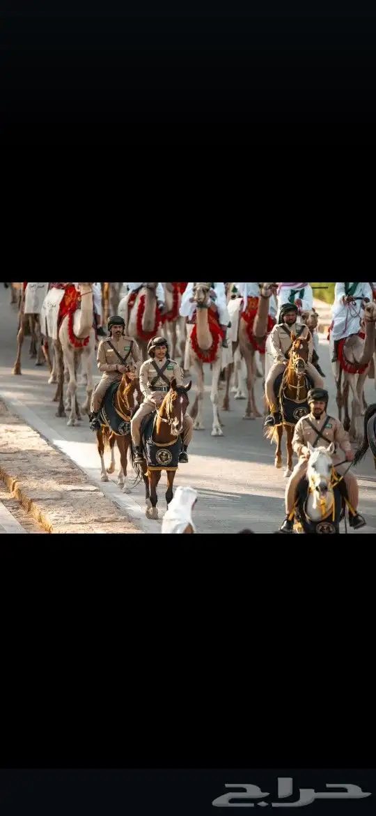 خيول وجمال للايجار 11