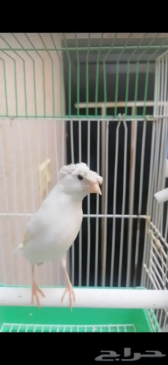 ذكر كناري سوري لون جميل 3