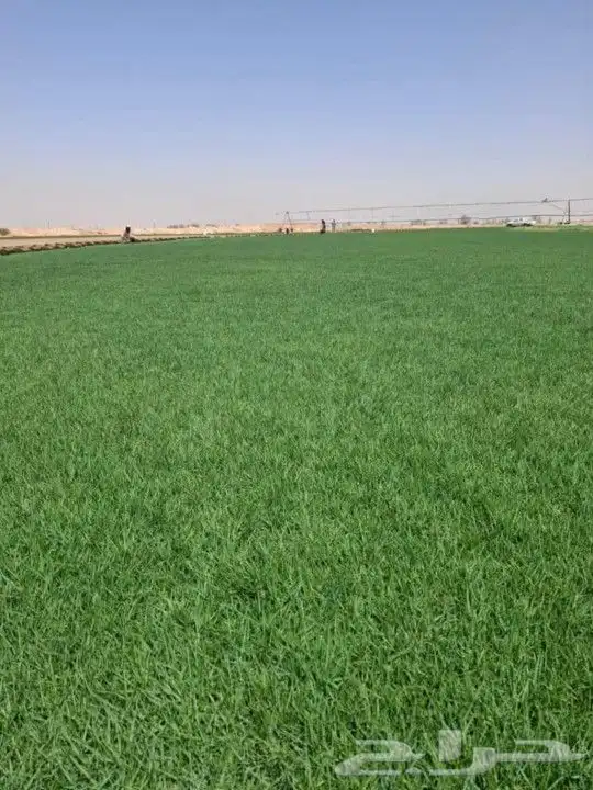 حجر عشوائي وثيل طبيعي 9