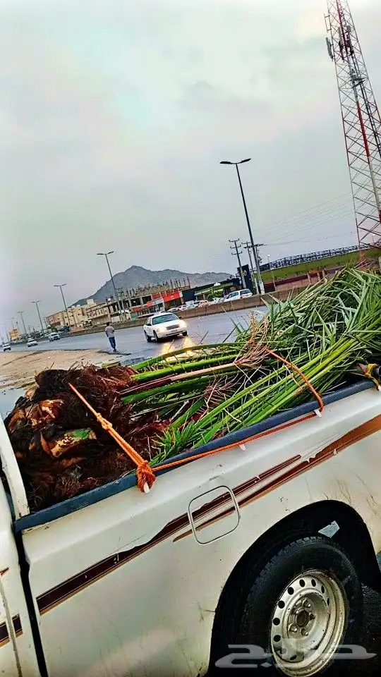 4 حيات نوع فاخر 1