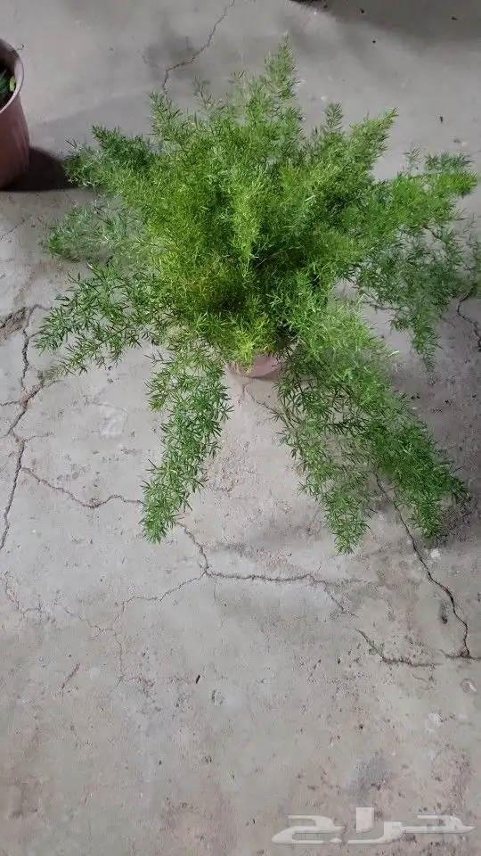 متوفرنباتات داخليه و خارجيه 6