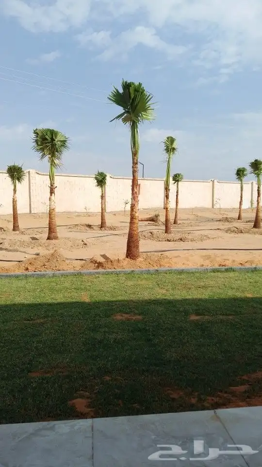 نخيل واشنطون زينه للبيع 0