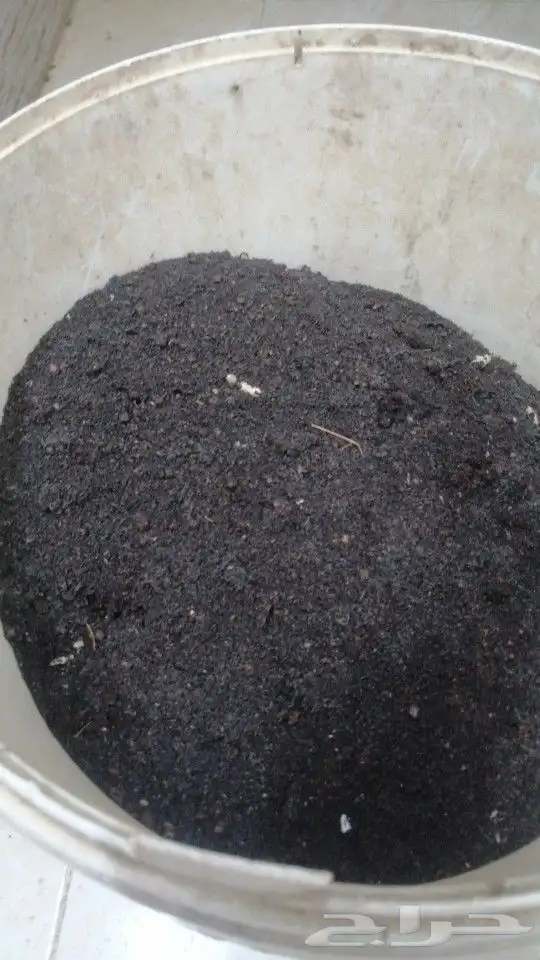 عسيب ( طيب ) نحل مشروط وجالب للنحل وعليه ثفراء 0