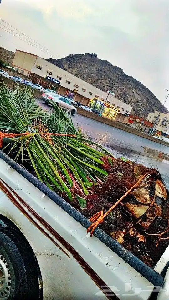 4 حيات نوع فاخر 0