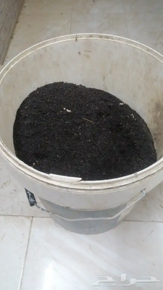 عسيب ( طيب ) نحل مشروط وجالب للنحل وعليه ثفراء 1