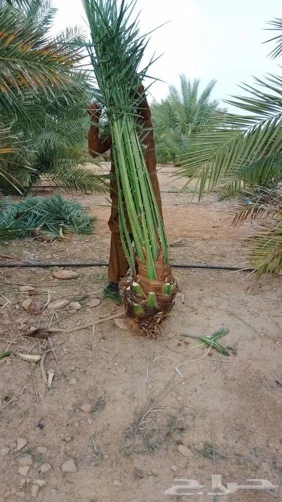 نخل وجثايث القصيم نخل البع اسعرنامعقوله 5