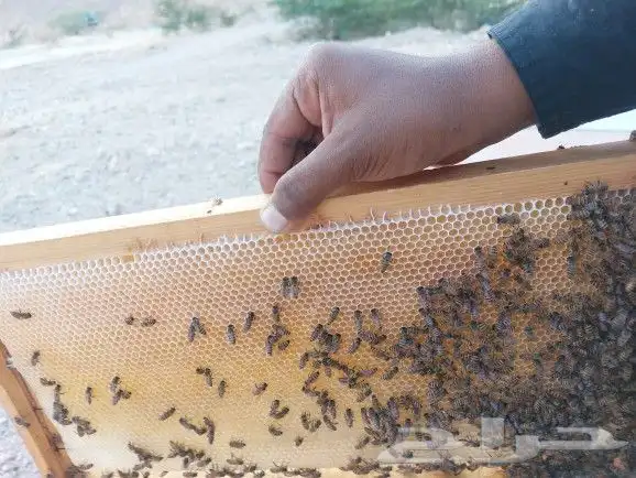 عسل سدر دوعني حضرمي 1