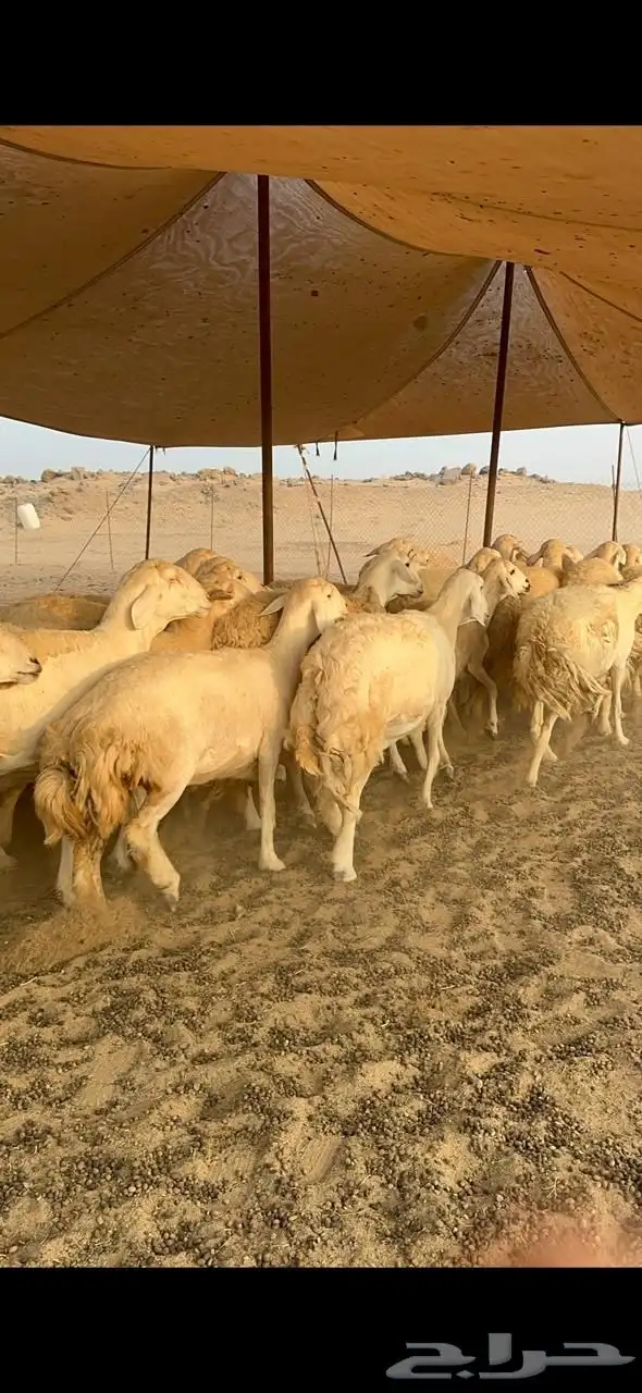 غنم حريات جروم رقاب صنف العدد 37 بلفحل 4