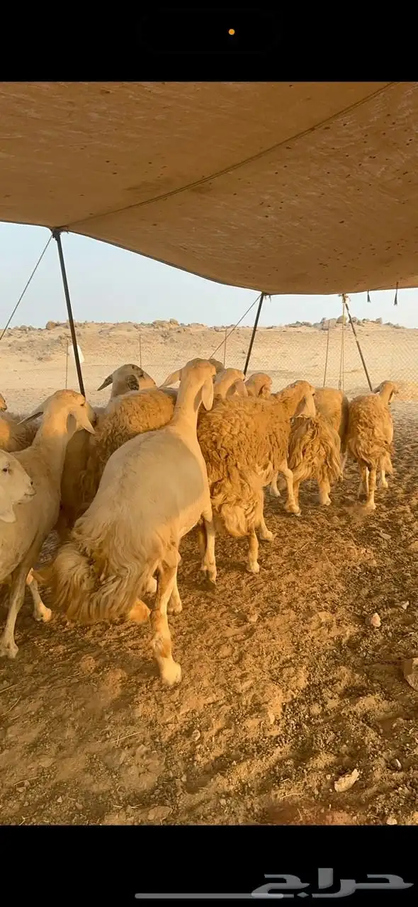 غنم حريات جروم رقاب صنف العدد 37 بلفحل 6