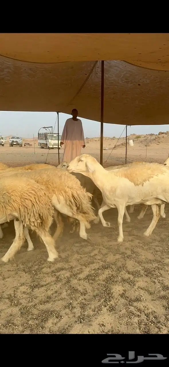 غنم حريات جروم رقاب صنف العدد 37 بلفحل 3