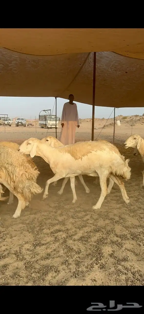 غنم حريات جروم رقاب صنف العدد 37 بلفحل 2