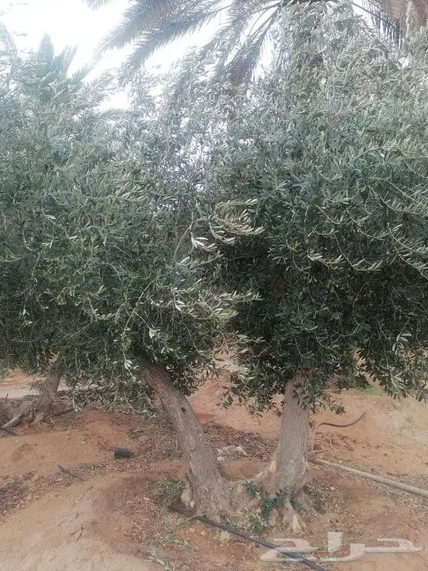 اشجار زيتون 3