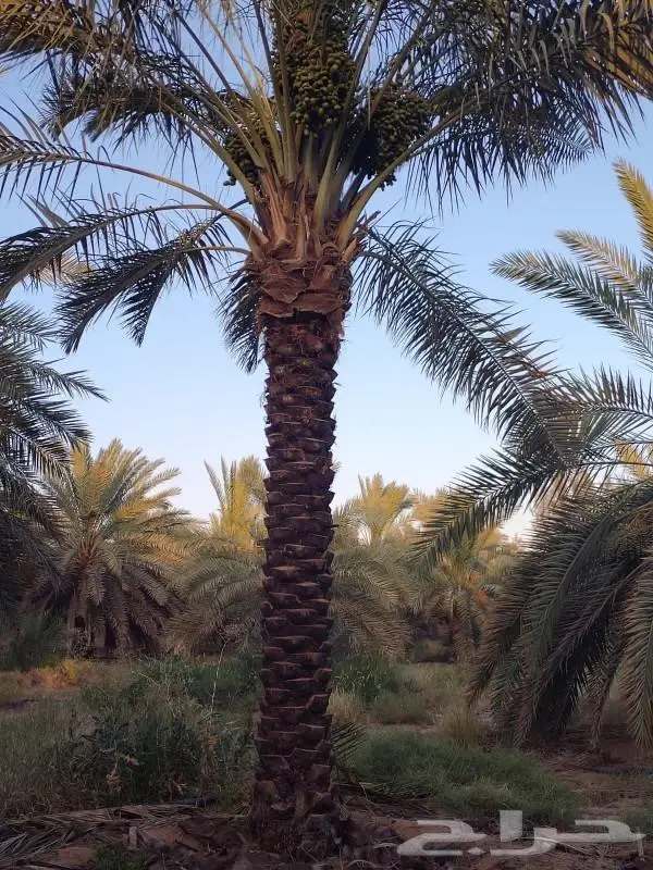 يتوفر لدينا جميع انواع انخيل عربي ونخيل وشنطني 4