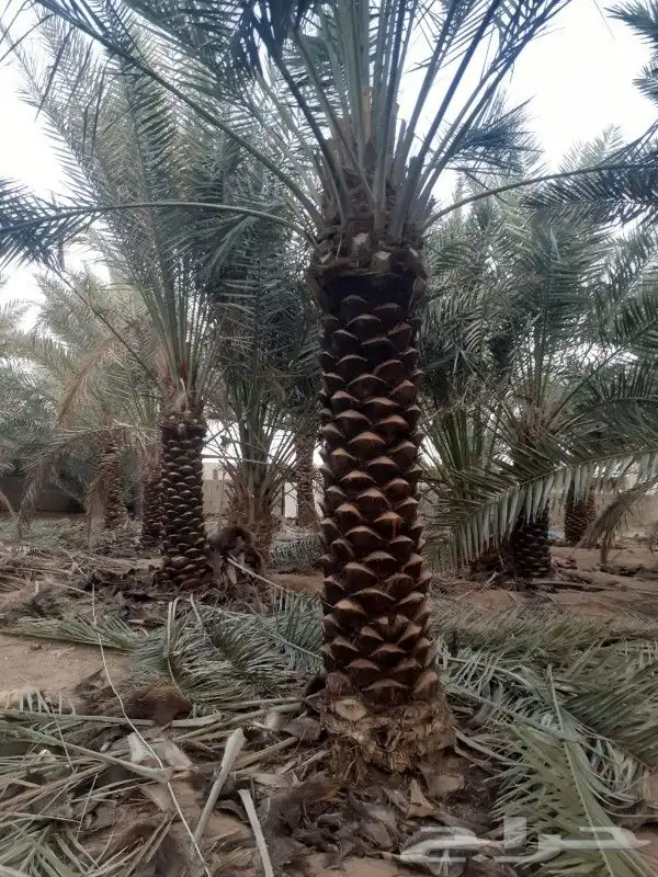 نخل اخلاص وبرحي 7