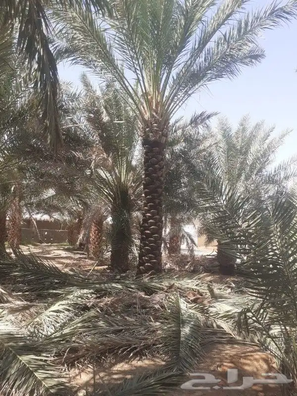 نخل اخلاص وبرحي 6