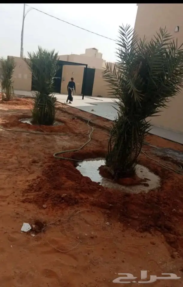 يتوفر لدينا جميع انواع انخيل عربي ونخيل وشنطني 2