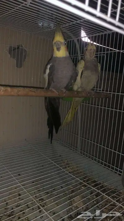 كروان كوكتيل ذكر وانثى أليف والذكر غير أليف الصحه ممتازه 2