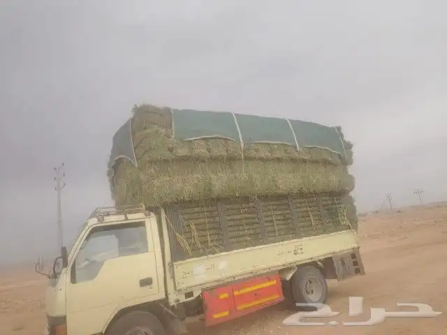 علف القصيم برسيم   صافي وناعم شرط 0
