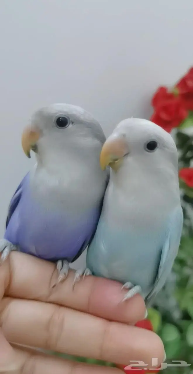 للتواصل أجمل زوج 2 ببغاء روز لون مميز اليف لعوب 0
