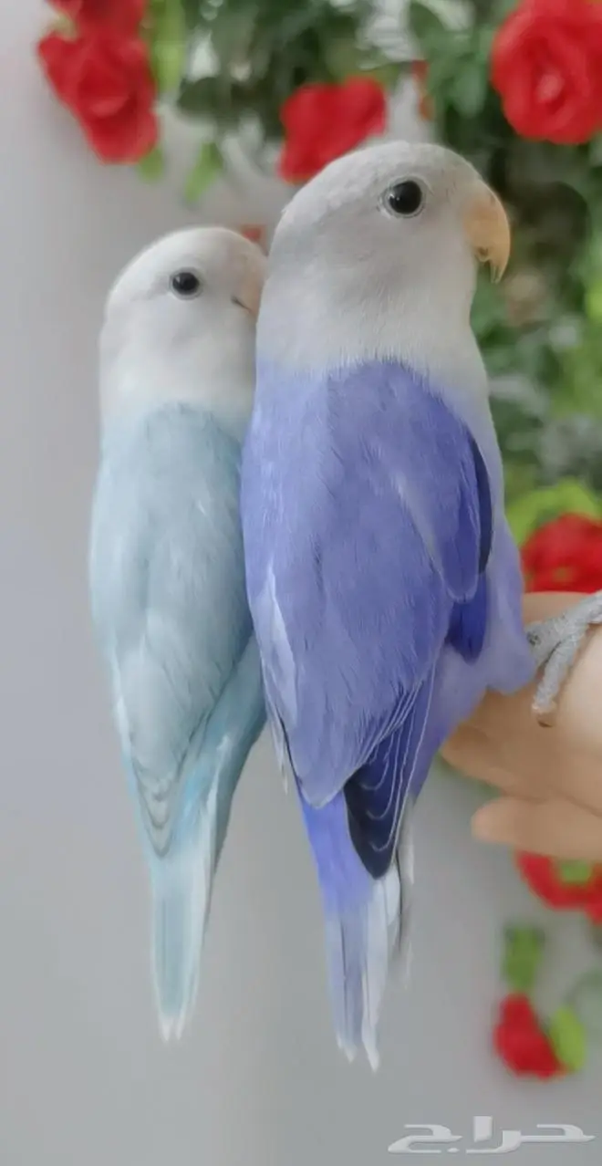 للتواصل أجمل زوج 2 ببغاء روز لون مميز اليف لعوب 4