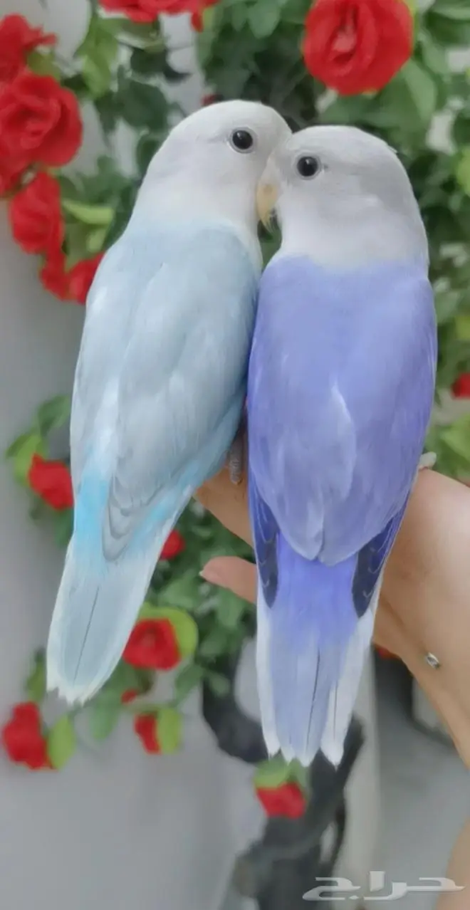 للتواصل أجمل زوج 2 ببغاء روز لون مميز اليف لعوب 3