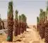 توري نخيل وأشجار زيتون 7