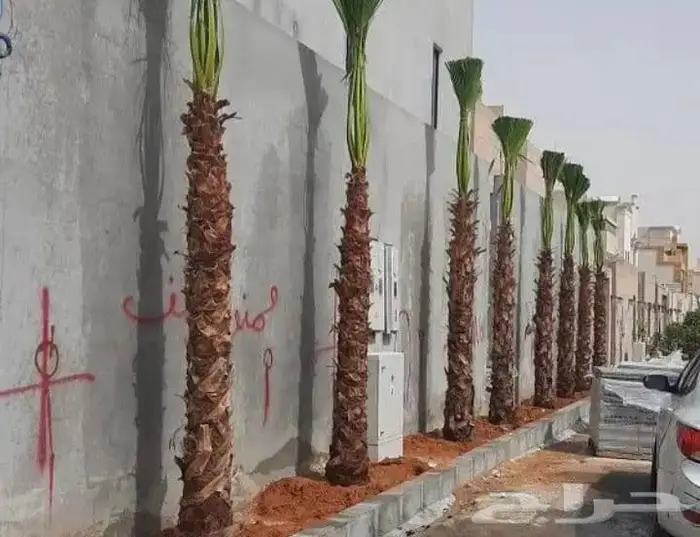زراعة حدائق وتنظيف الاشجار 0