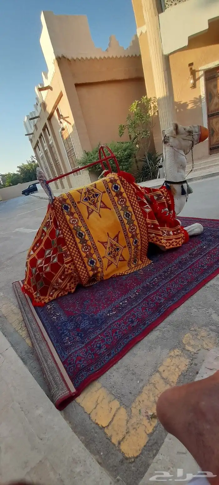 اجار جمال وخيول باليوم والاسبوع والشهر للتواصل 1