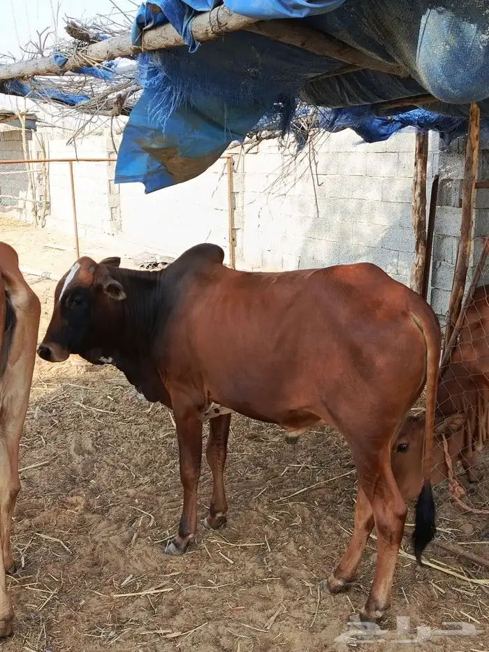 حسيل بلدي( تم البيع ) 0