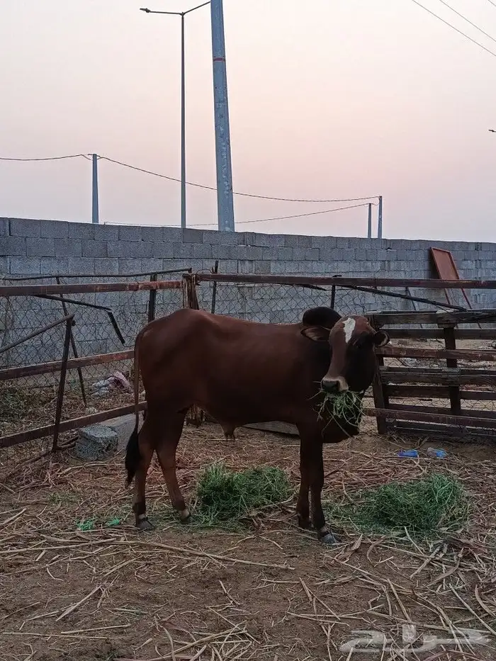 حسيل بلدي( تم البيع ) 2