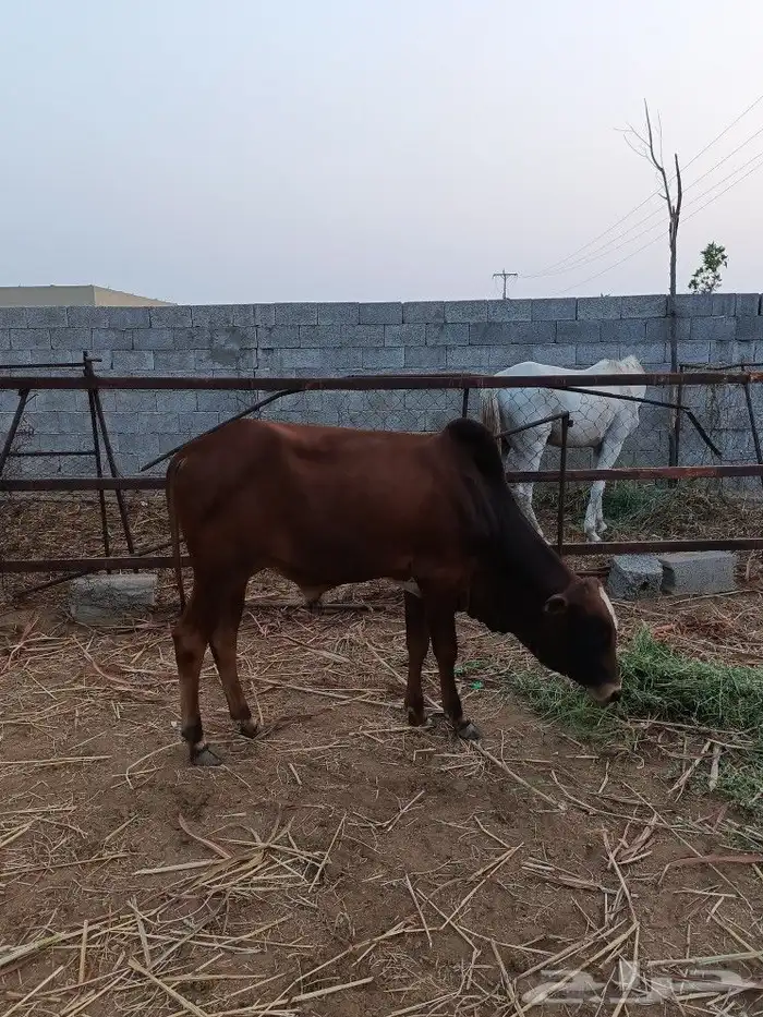 حسيل بلدي( تم البيع ) 1