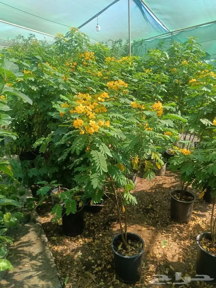 يوجد لدينا جميع انواع الاشجار والنخيل والثيل 7