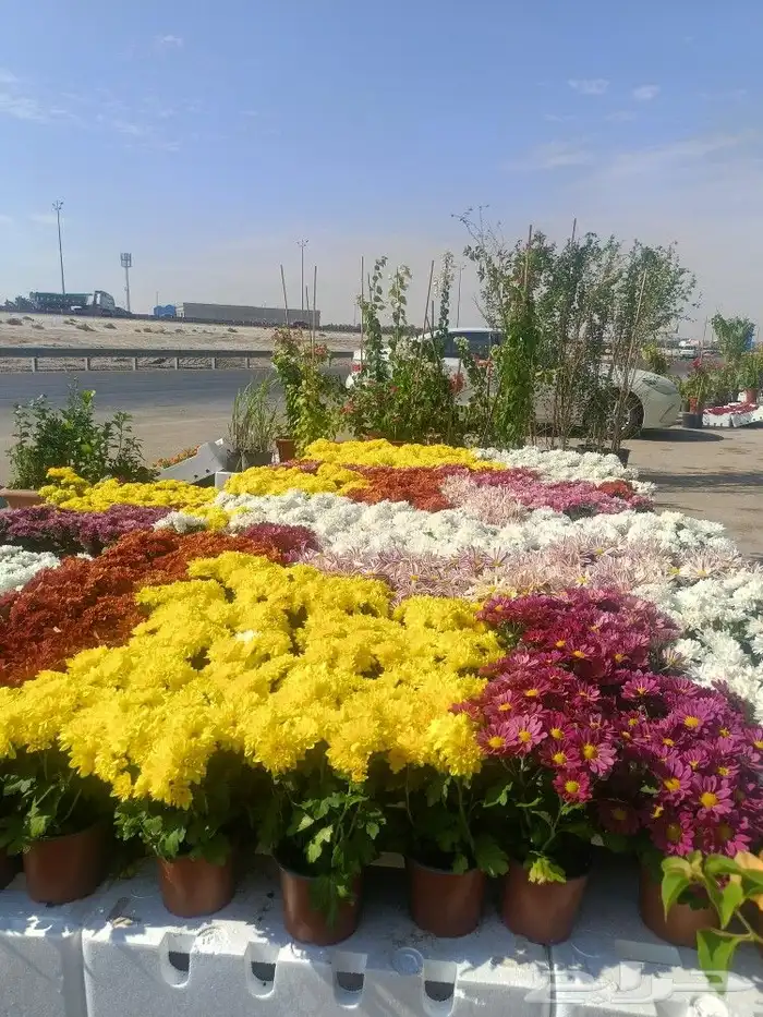 يوجد لدينا جميع انواع الاشجار والنخيل والثيل 12